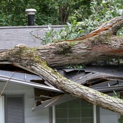 A large oak tree tossed by the winds of a summer storm falls onto and cuts through half of a house roof severely damaging it.