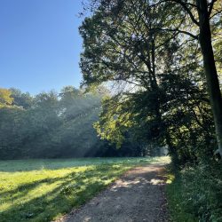 Baum Fruehnebel Atmosphaere